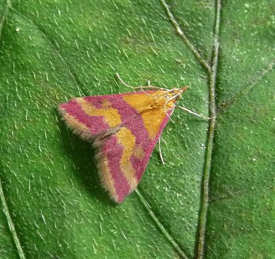 Pyrausta sanguinalis