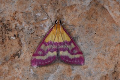 Pyrausta virginalis