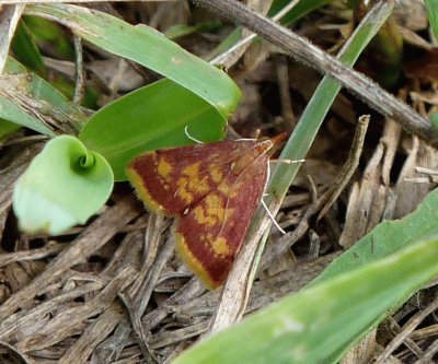 Pyrausta acrionalis