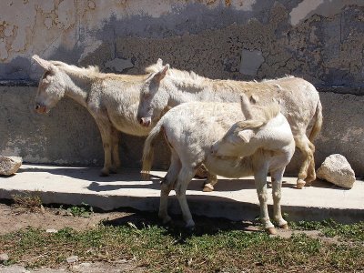 Dell 'asinara