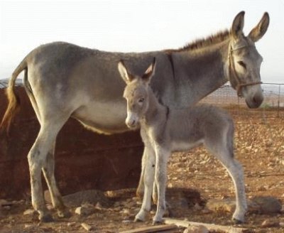 Maggiore canarie