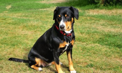 Entlebucher mountain