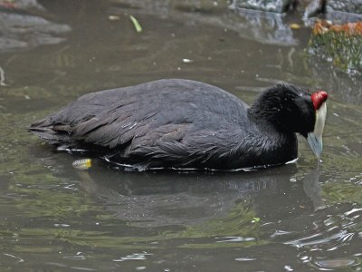 Fulica cristata