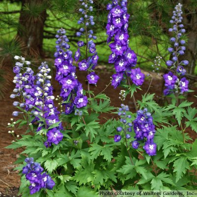 Purple Passion Delphinium Flowers