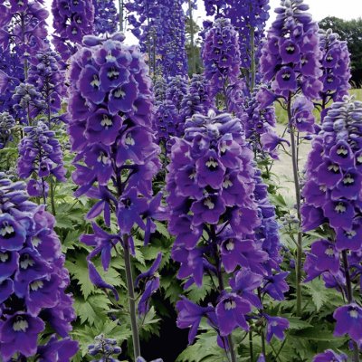 Purple Delphinium Garden Flowers