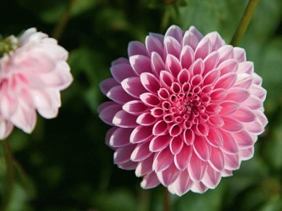 Dahlia