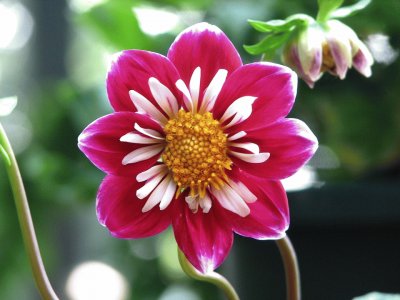 Dahlia