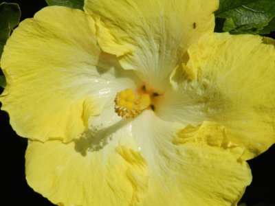 Yellow flower