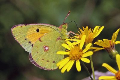 Colias crocea