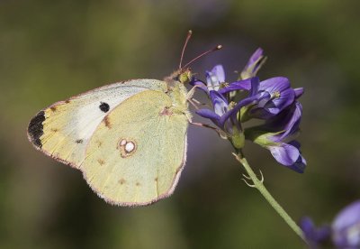 Colias alfacarensis