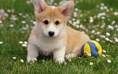 CORGI