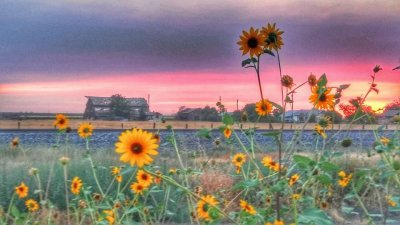 Field of Daisies