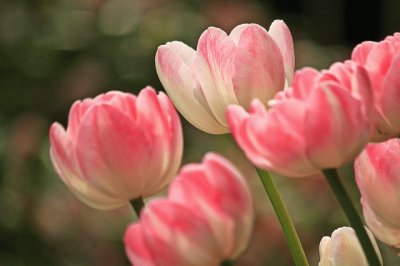 Tulipes