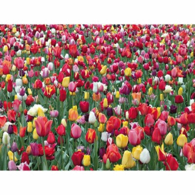 Tulipes