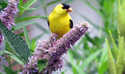 Goldfinch on Edible Anise Hyssop Flowers