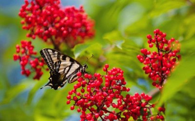 MARIPOSA