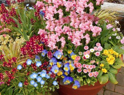 Vibrant Patio Flower Garden