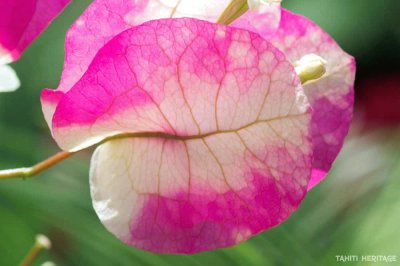 bougainvillier