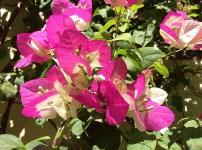 bougainvillier