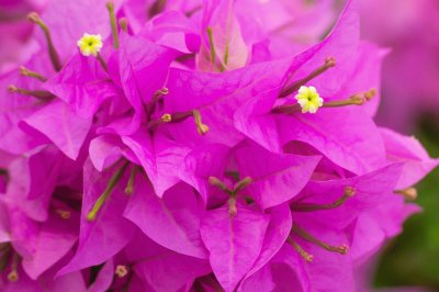 bougainvillier