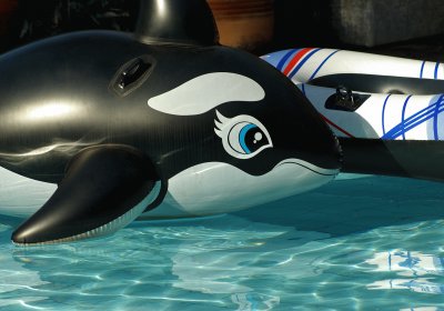 orca