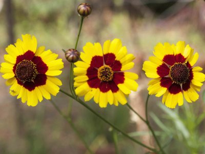 Coreopsis