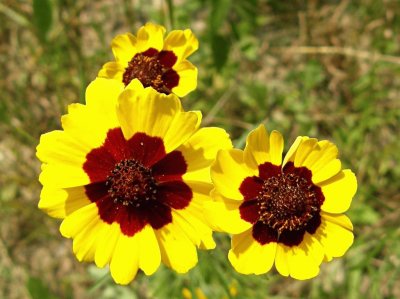 Coreopsis