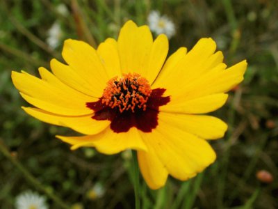 Coreopsis