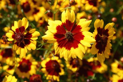 Coreopsis