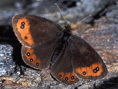 Erebia montana