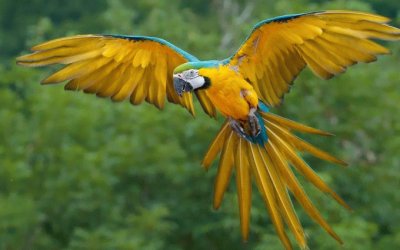 GUACAMAYA