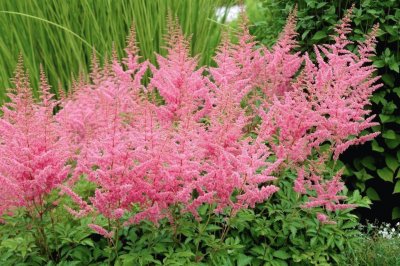 Astilbe