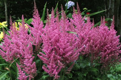 Astilbe