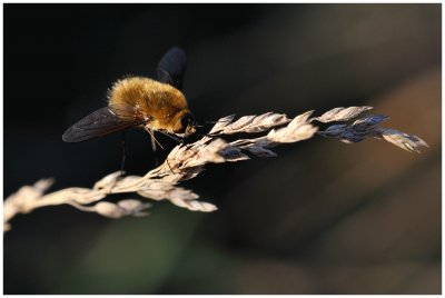 Bombylius minor