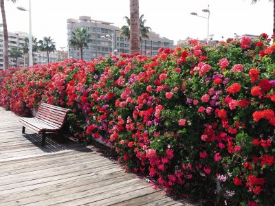 puente de las flores-valencia