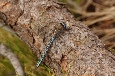 Aeshna caerulea