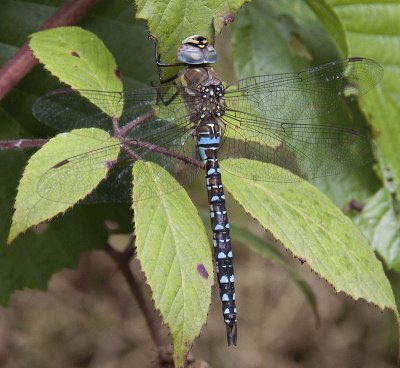 Aeshna juncea