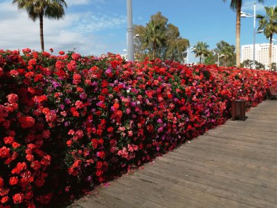 puente de las flores-valencia