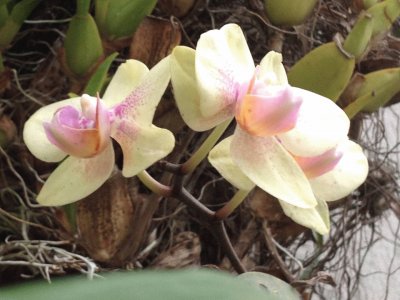 orquideas