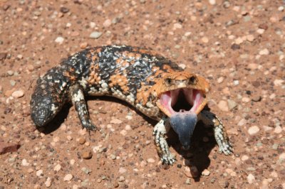 shingleback skink   -  W.A.