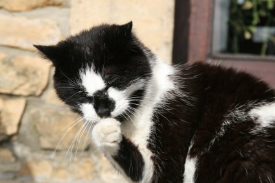 country cat