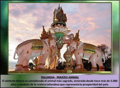 TAILANDIA - PARAÃSO ANIMAL