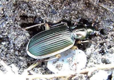 Chlaenus spoliatus