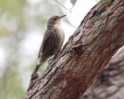 Rampichino golabianca