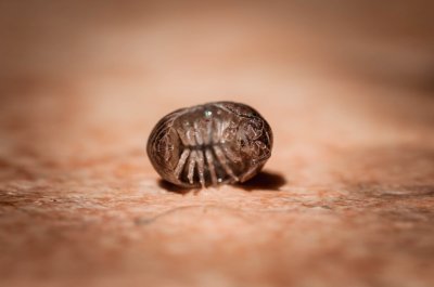 armadillidium vulgare