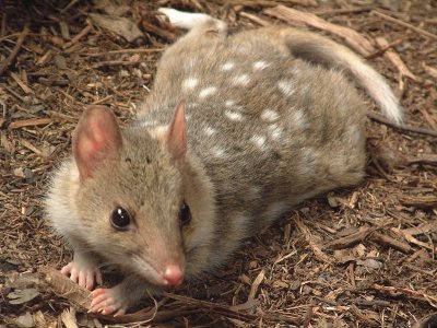 Quoll orientale