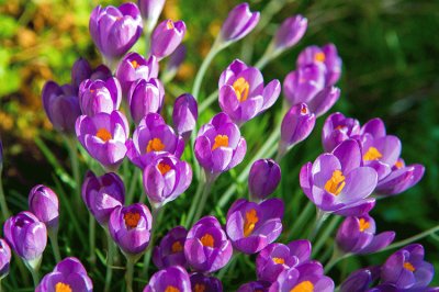 Beautiful Spring Crocus Flowers