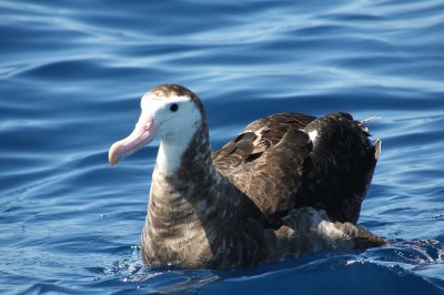 Albatro degli antipodi