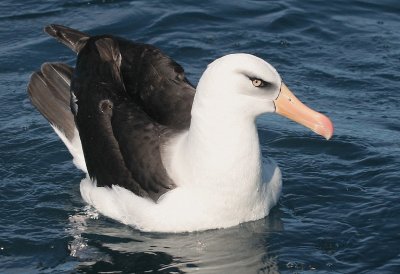 Albatro di cambell