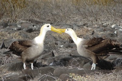 Albatro vermicolato